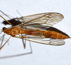 Nephrotoma suturalis