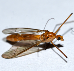 Nephrotoma suturalis