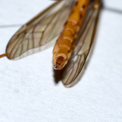 Nephrotoma suturalis