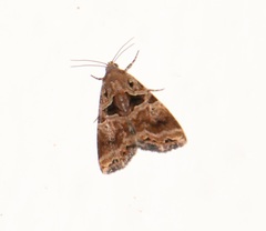 Noctuidae