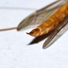 Nephrotoma suturalis