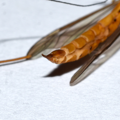 Nephrotoma suturalis