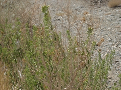 Brickellia longifolia multiflora