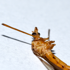 Nephrotoma suturalis