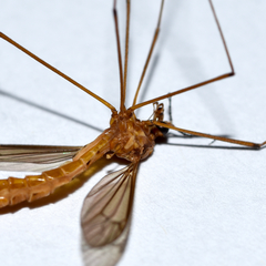 Nephrotoma suturalis