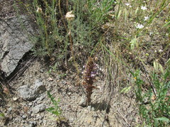 Phelipanche orientalis