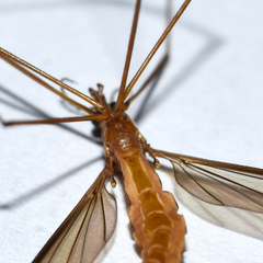 Nephrotoma suturalis