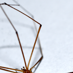 Nephrotoma suturalis