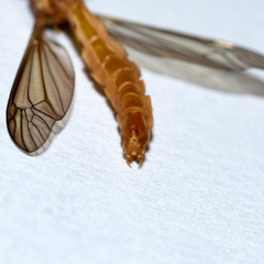 Nephrotoma suturalis