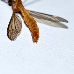 Nephrotoma suturalis