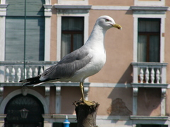 Larus michahellis