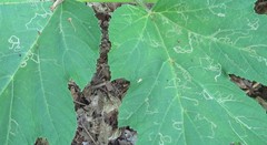 Phytomyza spondylii group