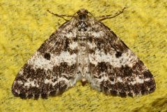 Eufidonia discospilata