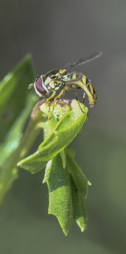 photo of Oblique Streaktail (Allograpta obliqua)