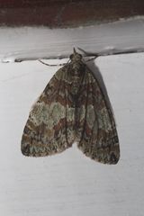 Hydriomena perfracta