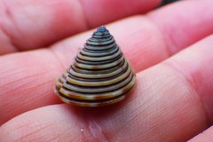 Calliostoma canaliculatum