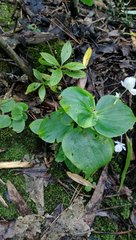 Begonia semperflorens-cultorum