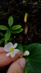 Begonia semperflorens-cultorum