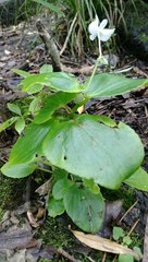 Begonia semperflorens-cultorum