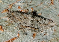 Cleora displicata