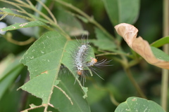 Leucotmemis nexa