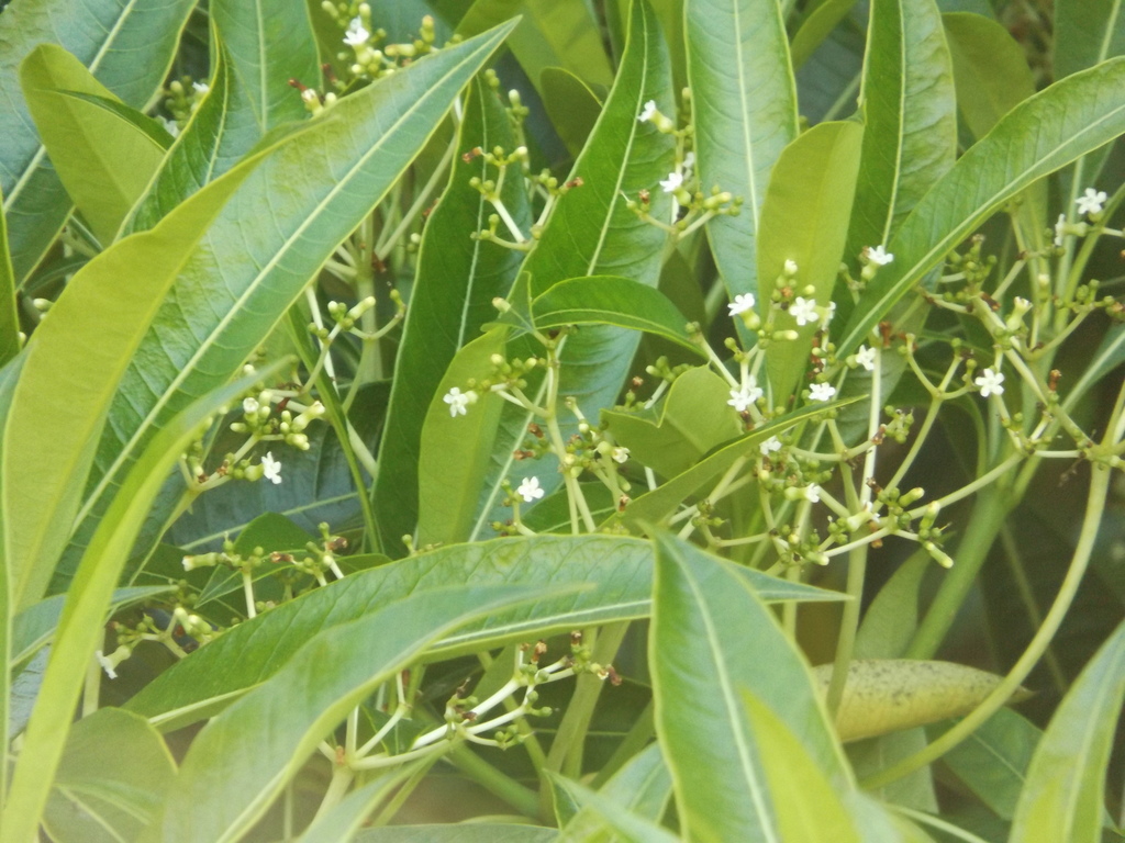 Rauvolfia sumatrana; photograph (c) Amy, some rights reserved (CC BY)