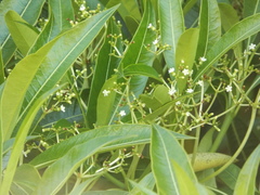 Rauvolfia sumatrana