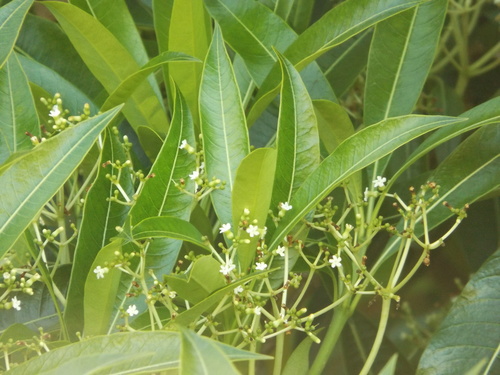 Rauvolfia sumatrana, photograph 1