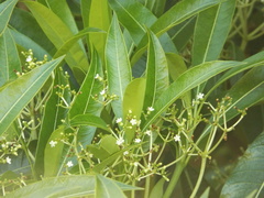 Rauvolfia sumatrana