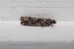 Gretchena watchungana