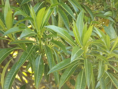 Rauvolfia sumatrana