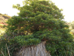 Rauvolfia sumatrana