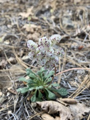 Calyptridium monospermum