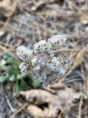 Calyptridium monospermum