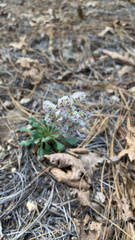 Calyptridium monospermum
