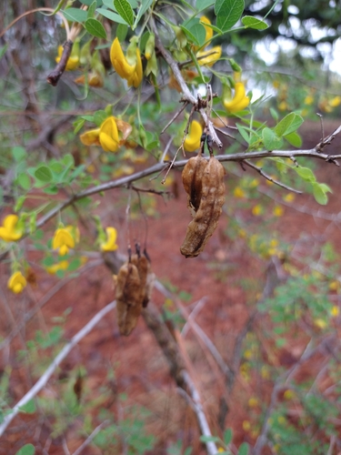Diphysa suberosa, photograph 3