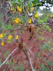 Diphysa suberosa, photograph (c) Abraham Sánchez Romero, some rights reserved (CC BY)