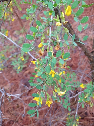 Diphysa suberosa, photograph 5