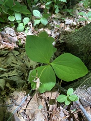 Trillium grandiflorum
