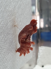 Pachliopta aristolochiae