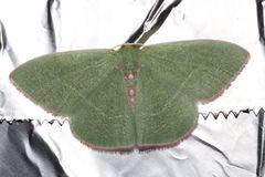 Nemoria rubrifrontaria