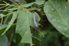 Leucotmemis nexa