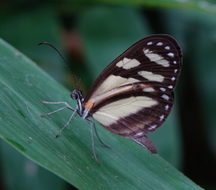 Dismorphia theucharila xanthone