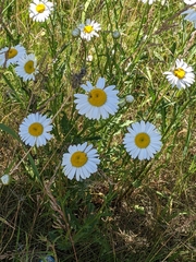 Leucanthemum vulgare