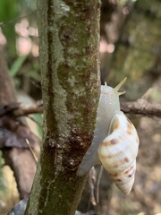 Drymaeus dormani image