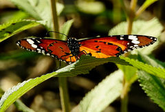 Danaus chrysippus