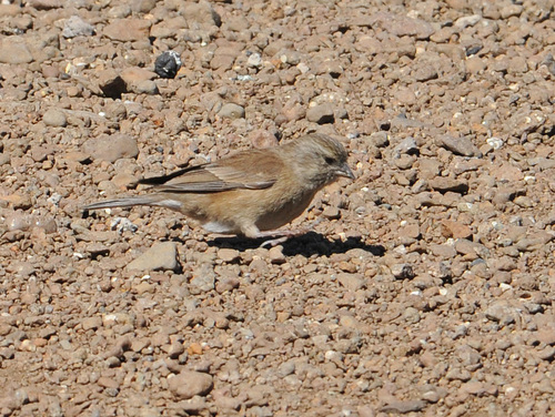 Crithagra symonsi