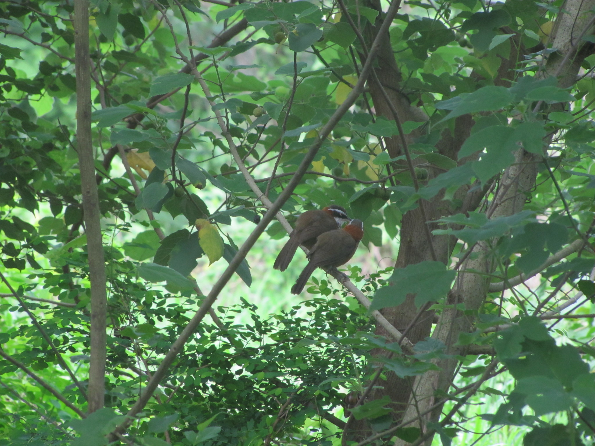 Taiwan Scimitar-Babbler illustration