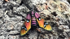 Chrysocale principalis