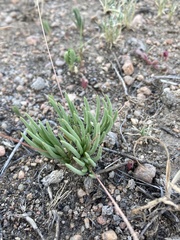 Phemeranthus confertiflorus